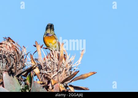 Orangenbreatsed Sunbird (Anthobaphes violacea) Männchen im finsterlichen Gefieder, das auf einer toten protea-Blume in Bergfynbos im Riviersonderend Mountai thront Stockfoto