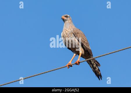 Unreifer südlicher, bunter Gesang des Goshawk (Melierax canorus) in der Nähe von McGregor, Westkap, Südafrika, thront auf Draht, den es als Aussichtspunkt nutzt Stockfoto