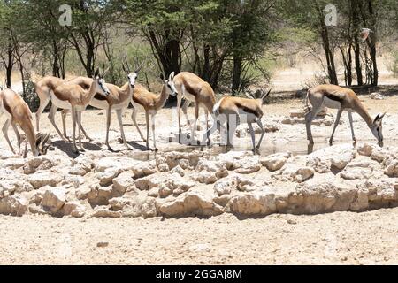 Springbok oder Springbuck (Antidorcas marsupialis) an einem Wasserloch, Kglagadi Transfrontier Park, Kalahari, Nordkap, Südafrika Stockfoto