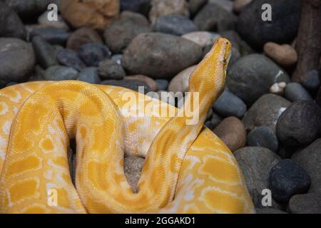 Gelbe Python Nahaufnahme von Steinen Stockfoto