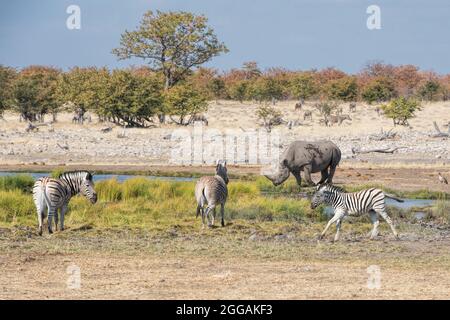 Schwarzes Nashorn und Zebras in Namibia Stockfoto