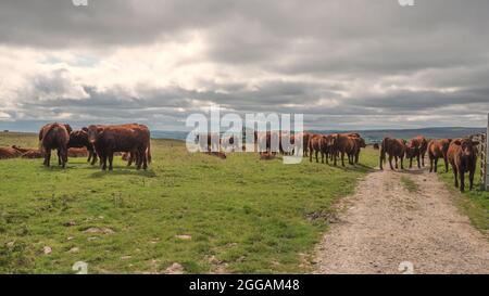Rinder bei Winskill in North Yorkshire Stockfoto