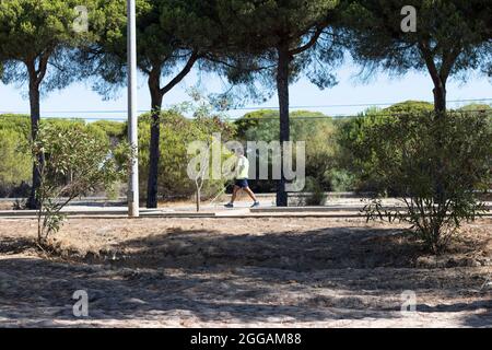 Ein blinder Mann, der sich sportlich kleidete und mit seinem weißen Stock auf einem Pfad mit Bäumen und Vegetation ging. Stockfoto