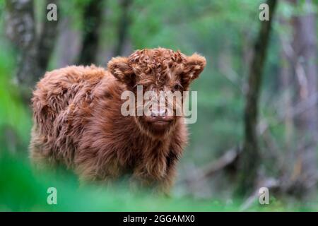 Neugeborenes rotes Hochlandkalb auf der Veluwe in den Niederlanden Stockfoto