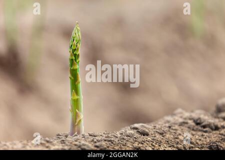 Einfacher Spargel auf der Erde, der zur Ernte bereit ist und Platz für Kopien bietet Stockfoto