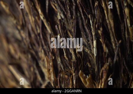 Nahaufnahme einer scharfen, spitz zuenden Ast-Oberfläche Stockfoto
