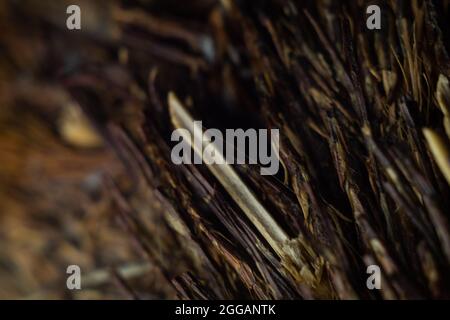 Nahaufnahme einer scharfen, spitz zuenden Ast-Oberfläche Stockfoto
