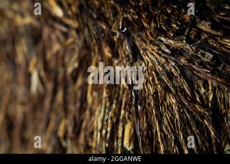 Nahaufnahme einer scharfen, spitz zuenden Ast-Oberfläche Stockfoto