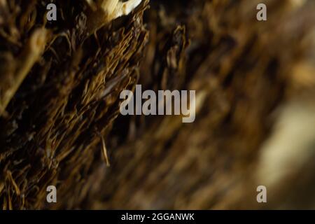 Nahaufnahme einer scharfen, spitz zuenden Ast-Oberfläche Stockfoto