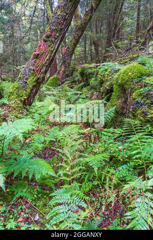 Grüner Farn in einem alten Wald mit schiefen Bäumen Stockfoto