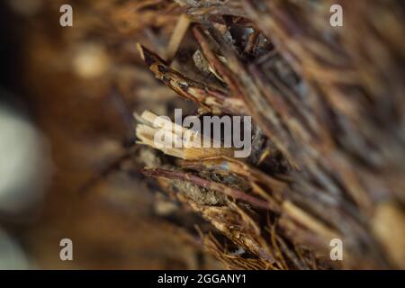 Nahaufnahme einer scharfen, spitz zuenden Ast-Oberfläche Stockfoto
