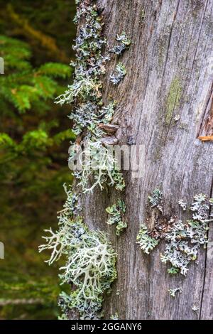 Flechten, die auf einem alten Baumstumpf im Wald wachsen Stockfoto