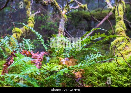 Grüne Fern wachsen in einem Wald Stockfoto