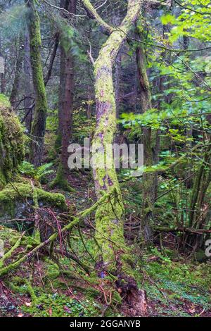 Schiefer Baumstamm in einem alten Wald Stockfoto