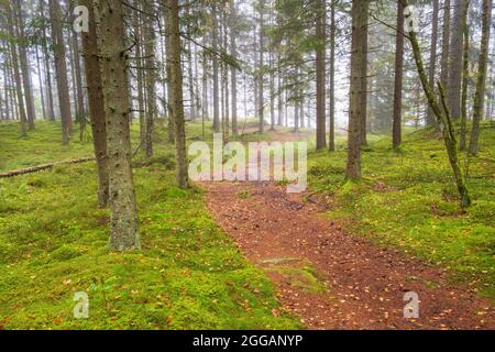 Fußweg in einem nebligen Nadelwald Stockfoto
