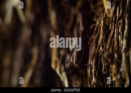 Nahaufnahme einer scharfen, spitz zuenden Ast-Oberfläche Stockfoto