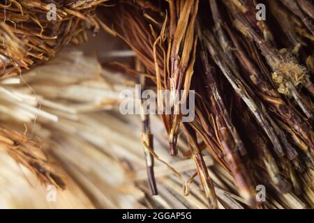 Nahaufnahme einer scharfen, spitz zuenden Ast-Oberfläche Stockfoto