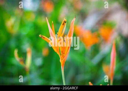 Nahaufnahme der Heliconia psittacorum Blume (Sittichblüte) Stockfoto