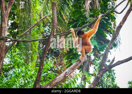 Gelbkäppiger Gibbon, Nomascus gabriellae, weiblich, im Zoo von Singapur Stockfoto