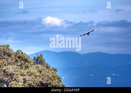 Panoramablick auf einen Gänsegeier am Himmel Stockfoto