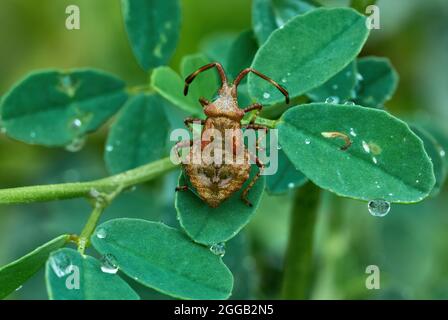 Nass braunen Dock Bug sitzt bewegungslos auf einem Blatt nach Regen. Grasblätter mit Wassertröpfchen. Blick von oben, Nahaufnahme. Coreus marginatus. Stockfoto