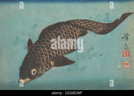 Koi, ca. 1842. Stockfoto