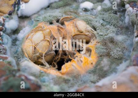 Nahaufnahme von grünem, blauem und weißem Schimmelpilz, der auf einem verfaulten Kürbis mit Samen in der Mitte wächst. Stockfoto