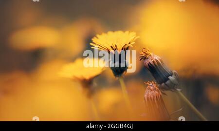 Leuchtend gelb duftende wunderschöne, an einem Sommertag blühende Dandelionblüten aus Knospen auf einer Wiese. Natur. Stockfoto