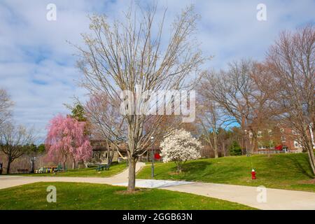 Middlesex Community College Bedford Campus im Frühling mit blühenden Blumen in Bedford, Massachusetts, USA. Stockfoto