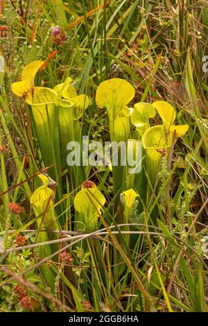 Fleischfressende Kannenpflanzen, nicht-einheimische Pflanzen, die in ein Moorgebiet von Chobham Common, Surrey, England, Großbritannien eingeführt werden Stockfoto