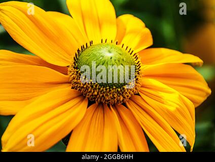 Eine einzelne Nahaufnahme der gelben Echinacea (Kegelblüten) Stockfoto