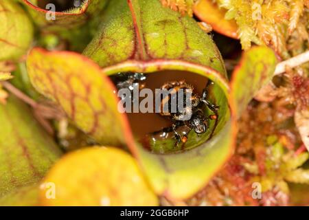 Ein gewöhnlicher Kübelkäfer (Nicrophorus vespilloides), der in einer Kannenpflanze, einer fleischfressenden Pflanze, auf einem Moor, Großbritannien, gefangen ist Stockfoto