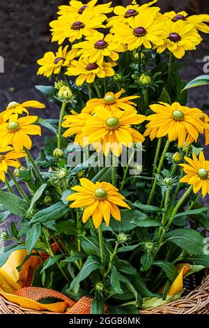 Vergossene gelbe Echinacea (Kegelblüten) im Korb Stockfoto