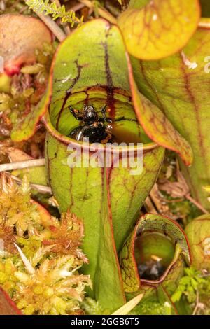 Ein gewöhnlicher Kübelkäfer (Nicrophorus vespilloides), der in einer Kannenpflanze, einer fleischfressenden Pflanze, auf einem Moor, Großbritannien, gefangen ist Stockfoto