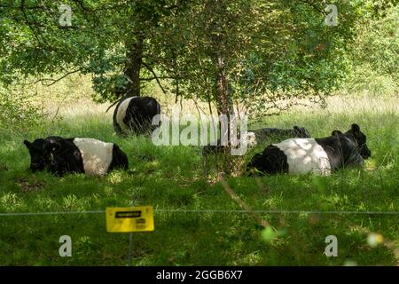 Belted galloway-Rinder grasen auf einem Naturschutzgebiet, um das Wachstum von Gestrüpp hinter einem elektrischen Zaun zu kontrollieren, UK Wildlife Habitat Management Stockfoto