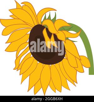Vektor isolierte Sonnenblume auf weißem Hintergrund Stock Vektor