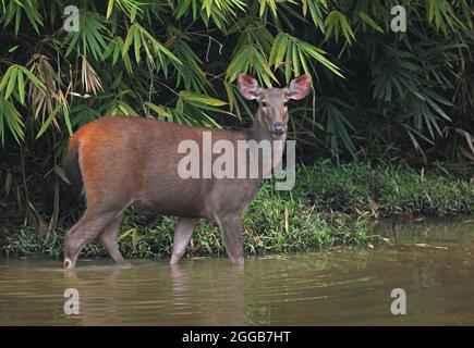 Sambar (Cervus unicolor) erwachsenes Weibchen im Kaeng Krachan NP, Thailand November Stockfoto