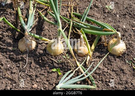 Die Zwiebel (Allium cepa L., aus dem Lateinischen cepa 'Onion'), auch bekannt als Zwiebel oder Zwiebel, wächst in einem Gemüsegarten, Großbritannien Stockfoto