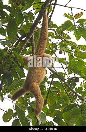 LAR Gibbon (Hylobates lar) Erwachsener, der am Baum des Kaeng Krachen NP, Thailand, hängt November Stockfoto