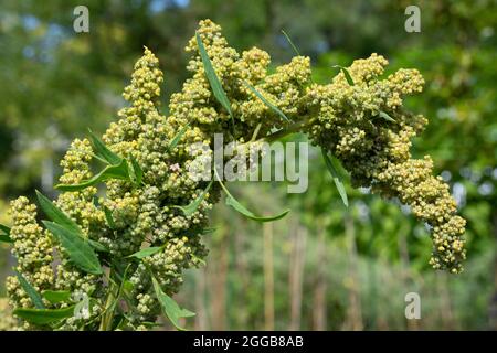 Quinoa-Pflanze mit Samen aus nächster Nähe im Garten Stockfoto