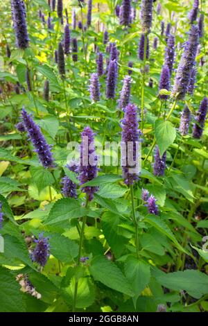 Lila blühende Agastache rugosa, koreanische Minze auf dem Feld Stockfoto