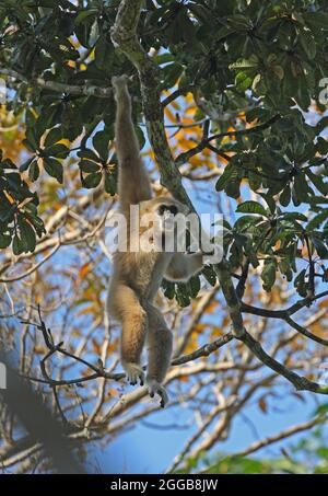 LAR Gibbon (Hylobates lar) erwachsenes Weibchen, das an einem Zweig hängt und Kaeng Krachen NP, Thailand, nennt Februar Stockfoto