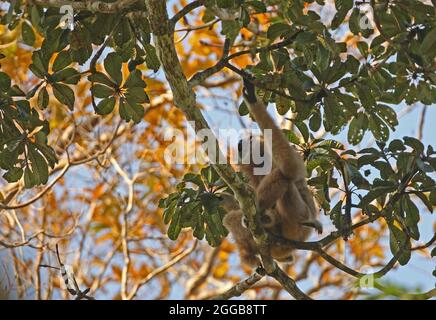 LAR Gibbon (Hylobates lar) Erwachsene Hündin mit Baby, das im Baum sitzt und den Kaeng Krachen NP, Thailand, anruft Februar Stockfoto