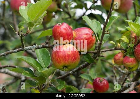 Eine Ansammlung roter Äpfel, die im August auf einem Apfelbaum in Worcestershire, Großbritannien, wächst Stockfoto
