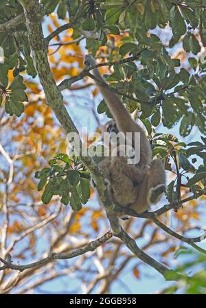 LAR Gibbon (Hylobates lar) Erwachsene Hündin mit Baby, das im Baum sitzt und den Kaeng Krachen NP, Thailand, anruft Februar Stockfoto