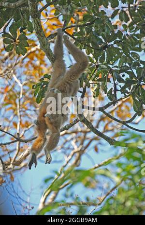 LAR Gibbon (Hylobates lar) erwachsenes Weibchen mit Baby, das durch den Baum schwingt Kaeng Krachen NP, Thailand Februar Stockfoto