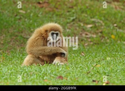 LAR Gibbon (Hylobates lar) gewöhnlicher junger Erwachsener, der auf Gras sitzt Kaeng Krachen NP, Thailand Mai Stockfoto