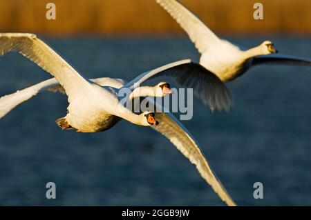 Höckerschwan Flug Stockfoto