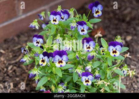 Pansy Hybrid Viola F1 Pflanzen mit violetten, blauen und gelben dreifarbigen Blüten, die im August in einem englischen Garten blühen Stockfoto