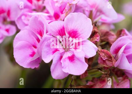 Nahaufnahme von Geranium Pelargonium Zonale - Tango Bravo Serie Hellrosa - mit Blüten von blassrosa Blütenblättern. Blüte im August, England Stockfoto